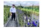 西和賀町・貝沢地区のりんどう農家、南川信一さん。長年、りんどうの栽培と品種改良に取り組んできました