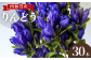西和賀町 は 冷涼な気候を利用した 花 の栽培が盛ん。りんどう もその中のひとつ