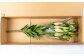 専用箱に入れ、つぼみの状態でお届けいたします。（例）画像は5本お届け目安です