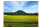 自然と土壌が豊かな岩手県西和賀町沢内地区で育ったお米です。