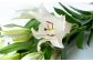 【ゆり】冷涼な気候の西和賀産の花は色が鮮やか
