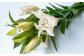 【ゆり】冷涼な気候の西和賀産の花は色が鮮やか