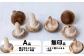 左：Ａ品シイタケ　右：無印品シイタケ　