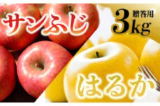 【先行予約】令和6年産 りんご サンふじ×はるか 贈答用 3kg（計8～10個） 岩手県 金ケ崎町産 12月上旬発送予定