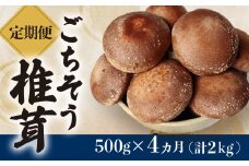 【定期便4ヶ月】ごちそう菌床生椎茸500g (計2kg) 野菜 きのこ しいたけ 岩手県 金ケ崎