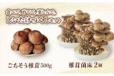 ごちそう菌床生椎茸500g+椎茸菌床栽培キット2個 野菜 きのこ しいたけ 岩手県 金ケ崎