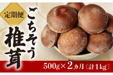 【定期便2ヶ月】ごちそう菌床生椎茸500g (計1kg) 野菜 きのこ しいたけ 岩手県 金ケ崎