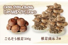 ごちそう菌床生椎茸500g+椎茸菌床栽培キット3個 野菜 きのこ しいたけ 岩手県 金ケ崎