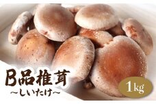 菌床生椎茸 訳あり B品 1kg 野菜 きのこ しいたけ 岩手県 金ケ崎