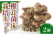 椎茸菌床栽培キット 2個 野菜 きのこ しいたけ 岩手県 金ケ崎