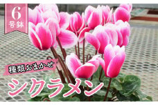 シクラメン 6号鉢 おまかせ フリル 白 ピンク 赤 花 鉢植え 観葉植物 ガーデニング インテリア 贈り物 ギフト プレゼント クリスマス お歳暮