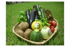 安全安心野菜セット