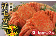 【期間限定！令和8年3月～4月発送先行予約】三陸産活毛ガニ300g相当×2杯(2尾) 【35】天然 国産 冷蔵 三陸 直送 濃厚 かに 蟹 カニ 毛ガニ 毛蟹 毛がに 初栄丸