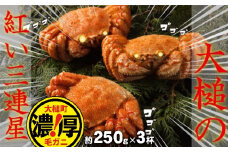 【令和8年発送先行予約】三陸産！活毛ガニセット 250g×3杯【2026年2月～4月発送】【08】
