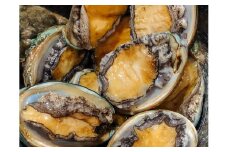 【2025年11月～発送】アワビ 約500g ( 4個前後) ※アワビヘラ＆軍手付き※【期間限定】｜11月～12月発送 三陸 岩手県 大槌町 あわび 人気 鮑 刺身 いわて iwate 2025 初栄丸