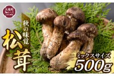 《先行予約》【令和7年10月より発送】秋の味覚！松茸ミックスサイズ 500g（MJ）国産 岩手 岩手県 土瓶蒸し 松茸ごはん マツタケ まつたけ 