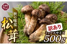 《先行予約》【令和7年10月より発送】【訳あり】秋の味覚！松茸約 500g（MJ）国産 岩手 岩手県 土瓶蒸し 松茸ごはん マツタケ まつたけ わけあり ワケアリ
