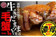 【令和8年発送先行予約】三陸産！活毛ガニ 300g相当×1杯【08】 【2026年2月～4月発送】