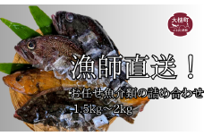 漁師直送！お任せ魚介類の詰め合わせ 1.5kg～2kg 【オリジナルクリアファイル付き】【期間限定1月～3月発送】
