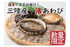 【期間限定11月～12月発送】活アワビ 約500g(4個前後)【05】三陸 岩手県 大槌町 あわび 人気 鮑 いわて iwate 2025