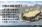 岩手三陸の高級食材！三陸の海藻類を食べて育った天然のあわび