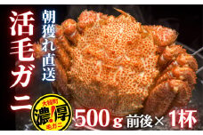 【令和8年発送】三陸産 三陸活毛ガニ 500g×1杯【2026年3月～4月発送】【05】