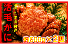 【令和8年発送】三陸産 三陸活毛ガニ 500g×2杯【2026年3月～4月発送】【05】