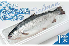 ≪発送期間4月～7月≫三陸やまだオランダ島サーモン×1本（約2kg）【三陸山田漁協】【月曜日発送】【沖縄・離島配送不可】三陸山田 山田町 山田湾 山田産 トラウトサーモン 鮭 養殖 刺身 カルパッチョ 生食 YD-810