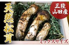 ≪2025年先行予約 9月中旬～10月下旬発送予定！≫三陸山田産松茸（ミックスサイズ）【配送日指定不可】 三陸山田 山田町 まつたけ マツタケ 野菜 山田産野菜 【ベルアクト】 YD-897
