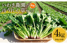 いわき農園の新鮮ほうれん草セット 4kg ホウレンソウ 野菜  YD-461