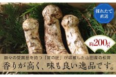 「茸の匠」が採る 三陸山田産松茸約200g【芳賀榮三きのこ園】岩手県山田町 山田町 まつたけ きのこ名人 野菜 山田産野菜 秋の味覚 【配送日指定不可】 YD-683