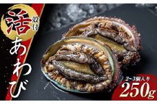 菅原商店の殻付活あわび（2号品）250g 鮑 アワビ 三陸山田あわび 三陸山田鮑 三陸山田 山田産 海産品 天然鮑 高級 リアス海岸 【配送日指定不可】 YD-741