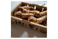 産地直送　岩手県岩泉町産まつたけ　お任せつぼみセット1kg【1414048】