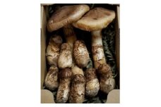 岩手県岩泉産松茸　300g前後(250g～350g)(小ぶり、割れ、キズ、開き等)【1415824】