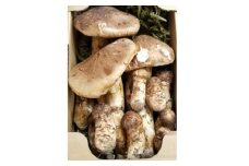 岩手県岩泉産松茸　500g前後(450g～550g)(小ぶり、割れ、キズ、開き等)【1415835】