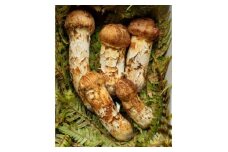 岩手県岩泉産松茸　300g前後(250g～350g)(詰め合わせ)【1415864】