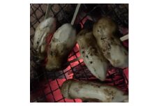 岩泉産・松茸コロ　150g【1423455】