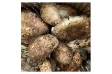 岩泉産・松茸開き、キズ自家用セット300g【1422914】