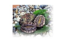 三陸小本浜産　天然浜あわび　400g(4個前後)【1464949】