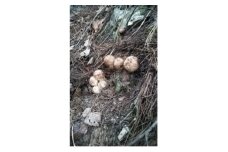 産地直送　岩手県岩泉町産　松茸　小・コロ 500g【1632432】