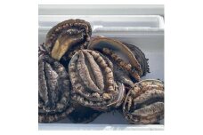 ＜訳あり＞岩手県産活天然アワビ　約500g【1513054】