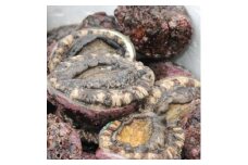 採れたて生アワビ(小:殻径約9～12cm)500g～600g(4～6個)【1564686】