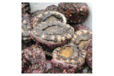 採れたて生アワビ(小:殻径約9～12cm)700g～800g(6～9個)【1564699】