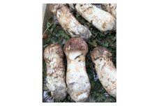 ＜訳あり・ミックスサイズ＞150g　岩手県産　天然松茸＜数量・期間限定＞【1662986】