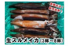 【配送地域限定】 生スルメイカ 約1.5kg（3～8杯） 北三陸 普代 新鮮直送 するめいか いか イカ