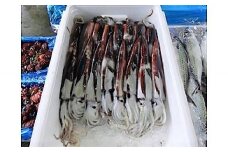 【配送地域限定】 生スルメイカ　約3kg