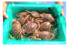 平ガニ（生）約2.5kg