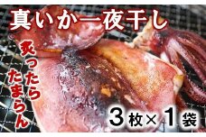 北三陸産 真イカの一夜干し 3枚入り×1袋 いか一夜干し いか イカ焼き イカ飯 BBQ イカゲソ 