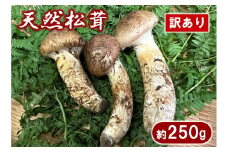 【期間限定】 岩手県産 松茸 天然 約250g 国産 松茸訳あり 【開きや小さめ、割れ、欠けなど】 家庭用