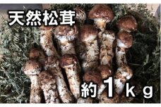 【期間限定】岩手県産 天然松茸 約1kｇ 北三陸【数量限定】 国産